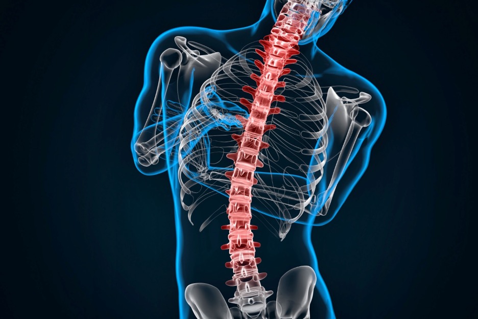 a human spine